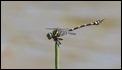 Ictinogomphus australis