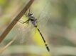 Macromia-tillyardi.jpg