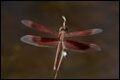 Neurothemis-stigmatizans_thumb.jpg