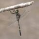 Orthetrum-serapia.jpg