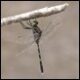 Orthetrum-serapia_thumb.jpg