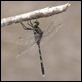 Orthetrum serapia