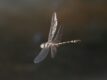 Pentathemis-membranulata.jpg