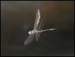 Pentathemis-membranulata_thumb.jpg