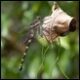 Petalura-ingentissima-female_thumb.jpg