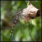 Petalura ingentissima female