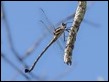 Petalura ingentissima male