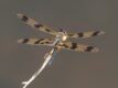Rhyothemis-graphiptera.jpg