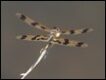 Rhyothemis-graphiptera_thumb.jpg