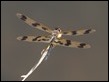 Rhyothemis graphiptera