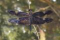 Rhyothemis-princeps.jpg