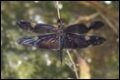 Rhyothemis-princeps_thumb.jpg
