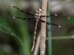 Telephlebia-tillyardi.jpg