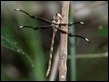 Telephlebia tillyardi