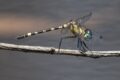 Tetrathemis-irregularis-cladophila.jpg