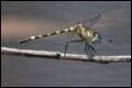Tetrathemis-irregularis-cladophila_thumb.jpg