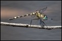 Tetrathemis irregularis cladophila