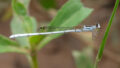 Agriocnemis argentea (Silver Wisp)