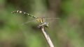 Antipodogomphus proselythus (Spinehead Dragon) with lunch