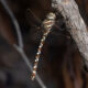 Austroaeschna speciosa (Tropical Unicorn Darner) female