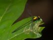 Austroargiolestes aurius (Tropical Flatwing)