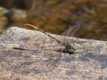 Austroepigomphus turneri (Flame-tipped Hunter)