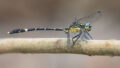 Austrogomphus prasinus (Lemon-tipped Hunter)