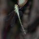 Austrogynacantha heterogena (Australian Duskhawker)