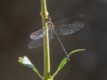 Austrophya mystica (Rainforest Mystic)