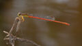 Ceriagrion aeruginosum (Redtail)