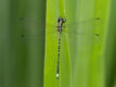 Choristhemis flavoterminata (Yellow-tipped Tigertail)