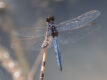 Crocothemis nigrifrons (Black-headed Skimmer)