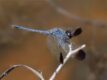 Diplacodes nebulosa (Charcoal-winged Percher) ♂