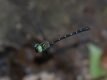 Dromaeschna forcipata (Green-striped Darner)