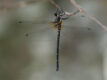 Eusynthemis nigra (Black Tigertail)