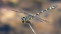 Ictinogomphus australis (Australian Tiger)