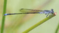 Ischnura pruinescens (Colourful Bluetail)