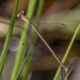 Lestes concinnus (Dusky Spreadwing)