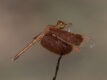 Neurothemis stigmatizans (Painted Grasshawk)