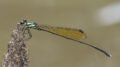Nososticta coelestina (Green-blue Threadtail)