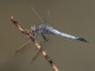 Orthetrum caledonicum (Blue Skimmer)