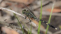 Orthetrum serapia (Green Skimmer)