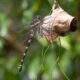 Petalura ingentissima (Giant Petaltail) ♀