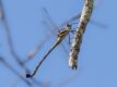 Petalura ingentissima (Giant Petaltail) ♂