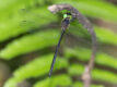 Pseudocordulia circularis (Circle-tipped Mistfly)