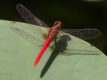 Rhodothemis lieftincki (Red Arrow)