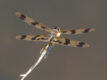 Rhyothemis graphiptera (Graphic Flutterer)