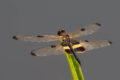 Rhyothemis phyllis (Yellow-striped Flutterer)