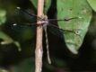 Telephlebia tillyardi (Tropical Evening Darner)