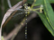 Tonyosynthemis claviculata (Clavicle Tigertail)